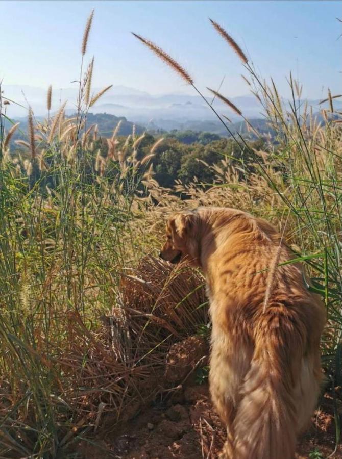 Tafelberg Detached With Swimming Pool Homestay Chiang Rai